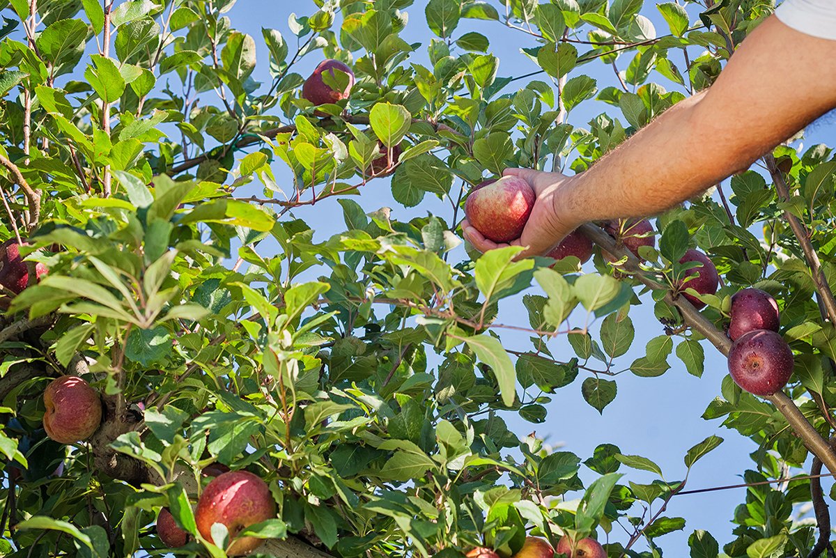 Sidritaly - albero di mele annurche