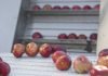 Il setaccio delle mele Sidritaly